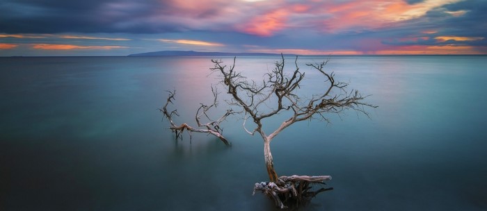 Dead trees in the ocean at sunset