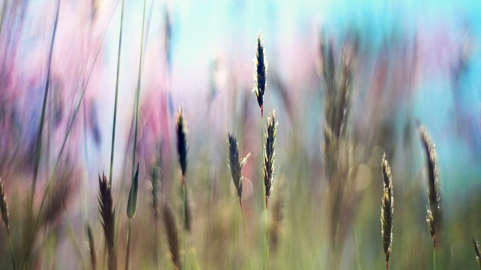 Close-up of tall grass with blurred colorful background