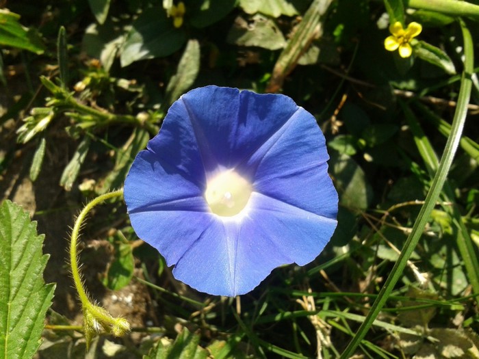 Vibrant Blue Beach Moonflower Bloom