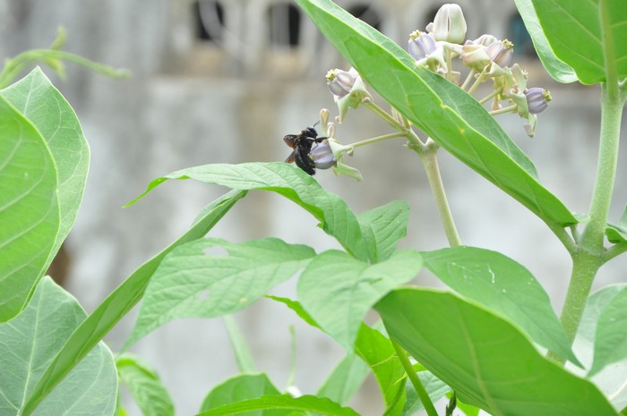 Black bee on a flower with green leaves