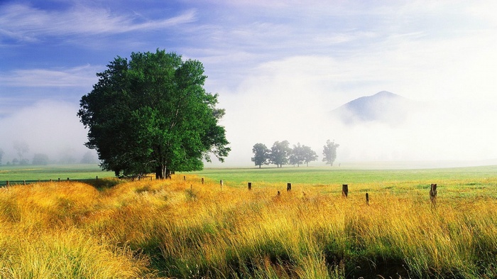 Misty mountain landscape with a large tree and golden grass
