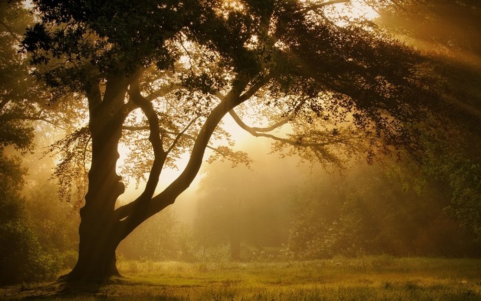 Sun rays filtering through trees in a misty forest