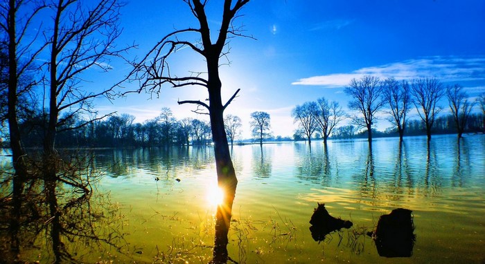 Sunlight reflecting on flooded trees under a blue sky