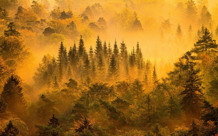 Misty forest with sunlight filtering through trees in autumn