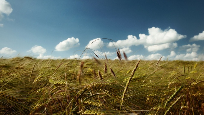 Wheat field under a blue sky with clouds