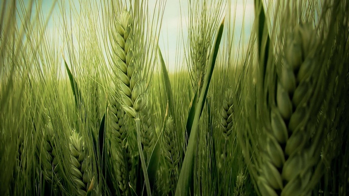 Close-up of green wheat stalks in a field