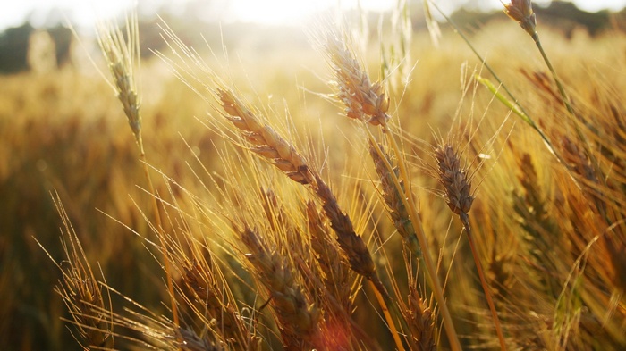 Golden wheat field at sunset