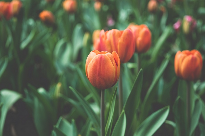 Orange Tulips in a Field