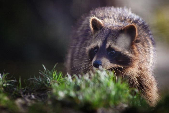 A raccoon peeks through green grass in a forest