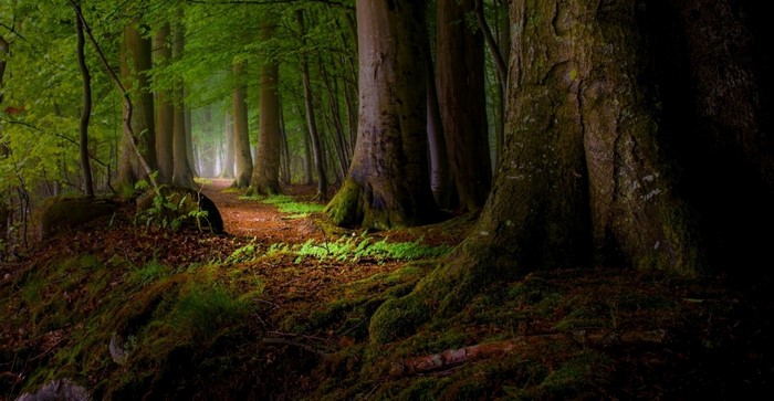 Sunlight filtering through a misty forest with a path