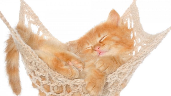 Orange kitten sleeping in a knitted hammock