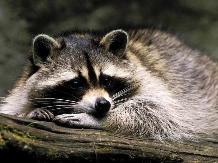 Raccoon resting on a mossy log