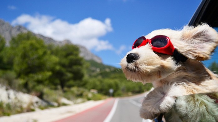 Dog wearing goggles in a car with mountains