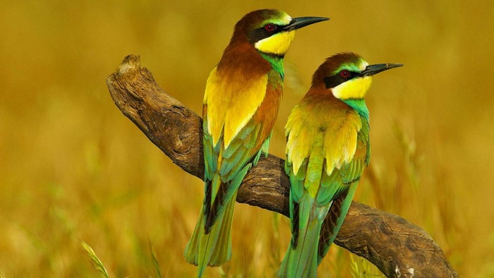 Two European bee-eaters perched on a branch