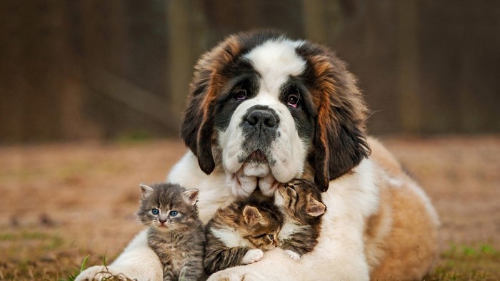 Saint Bernard dog with kittens