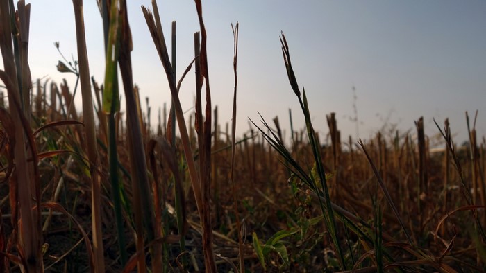 Close-up of dry grass stalks in a field at sunrise