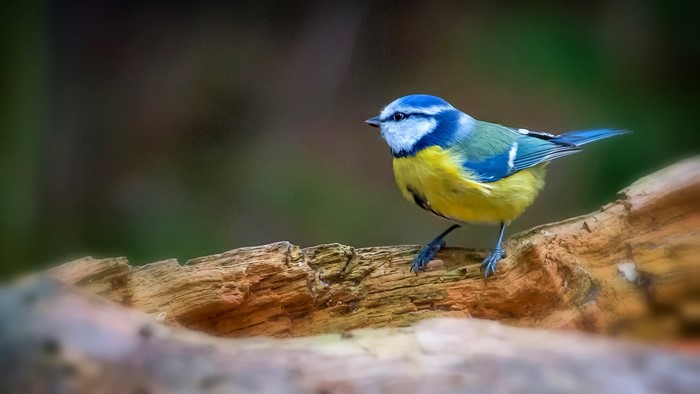 Blue Titmouse perched on a log in nature