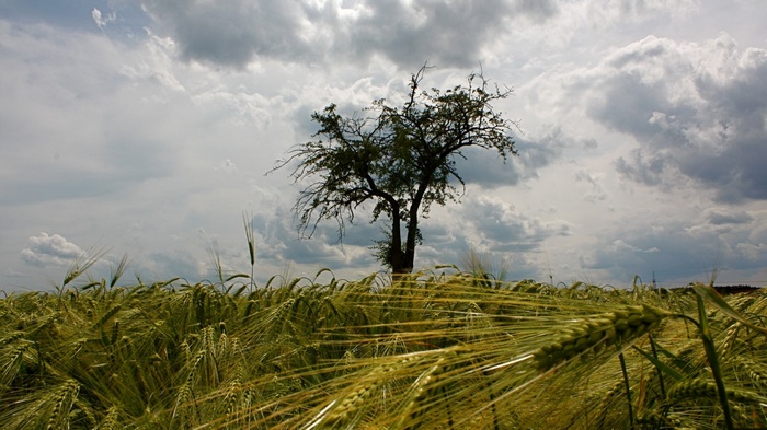 Tree in a field of wheat under a cloudy sky