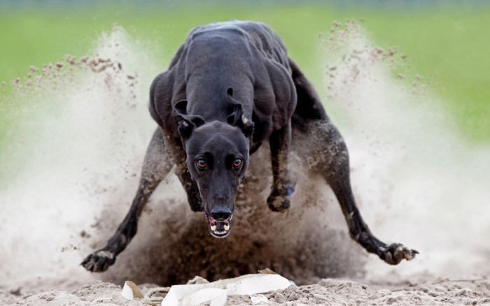 Black Greyhound dog running and kicking up dirt