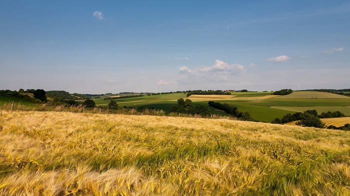 Golden wheat field and rolling green hills under blue sky