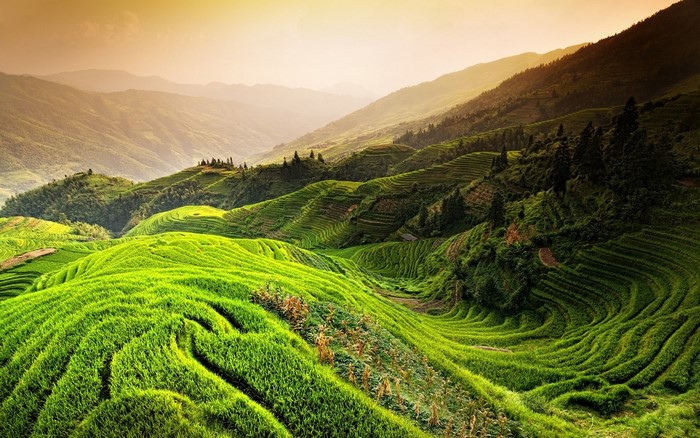 Green rice terraces on rolling hills at sunset