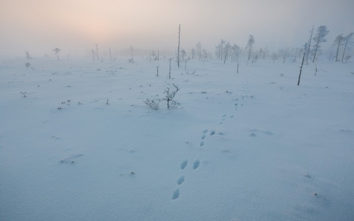 Snowy tundra landscape with animal tracks and bare trees in fog