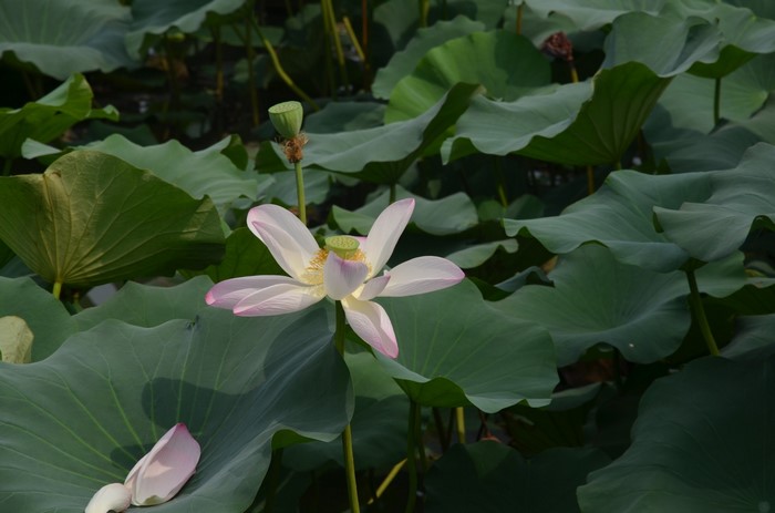 A single pink and white lotus flower blooms among green lily pads.