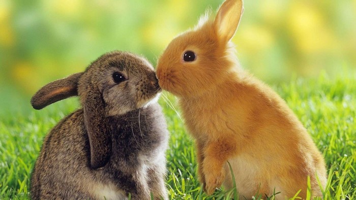 Two Adorable Rabbits in Lush Green Grass