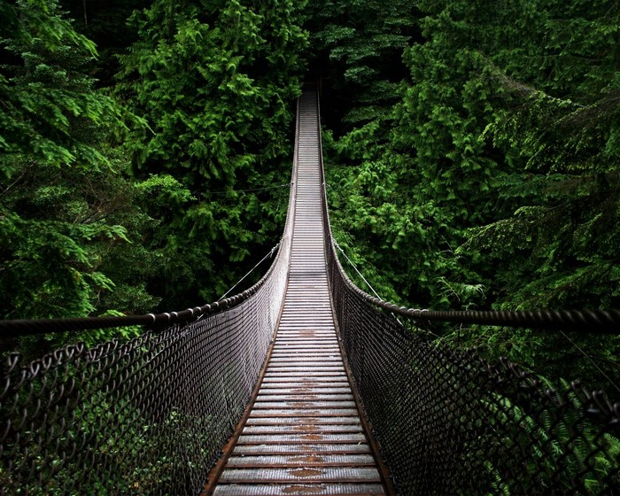 Suspension bridge through a dense green forest