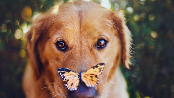 Golden Retriever with a butterfly on its nose