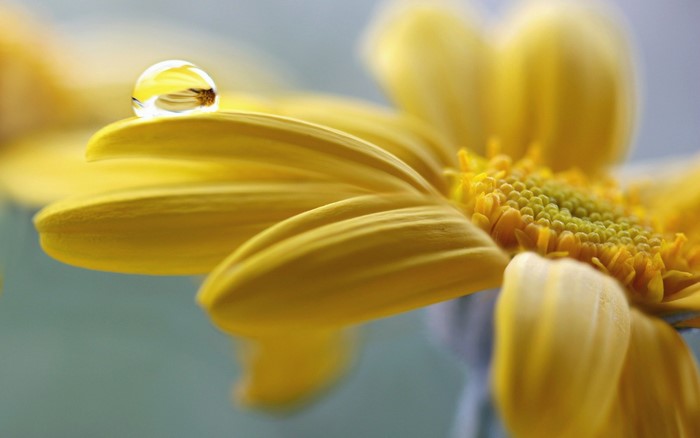 Yellow flower with water drop and pollen