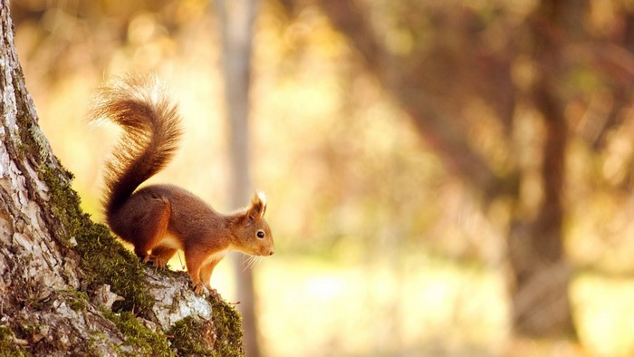 Red squirrel on a mossy tree branch in autumn sunlight