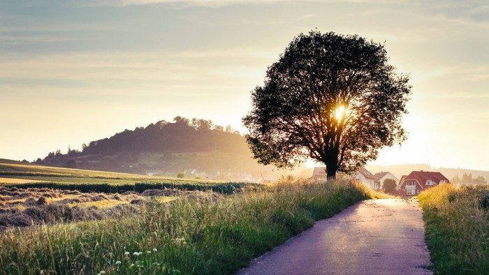 Tree on a road at sunset with houses and fields