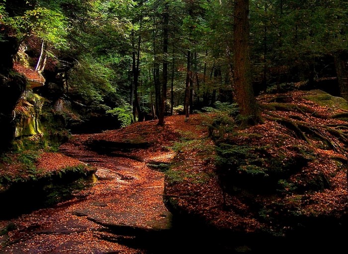 Forest path covered in autumn leaves with mossy rocks