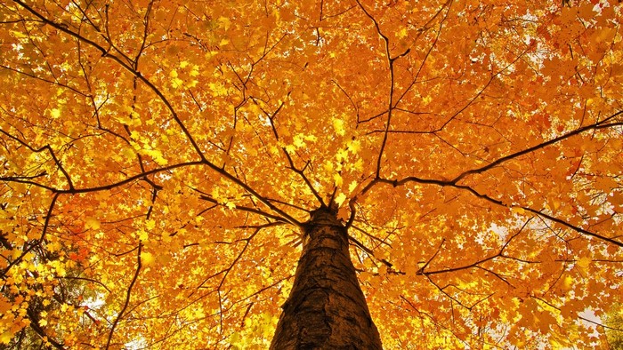 Sunlit Autumn Maple Tree from Worm's Eye View