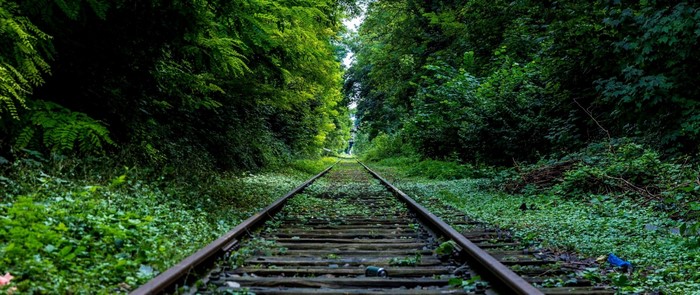 Abandoned railway tracks in a dense green forest