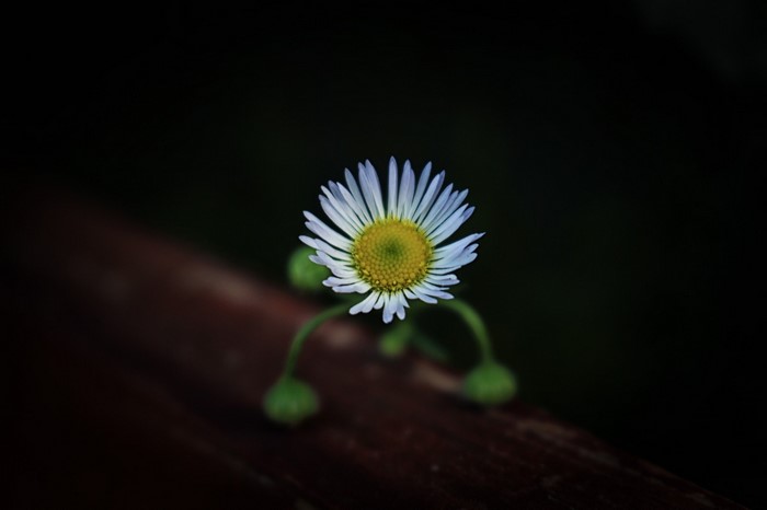 Close-up of a daisy with green buds on a dark background