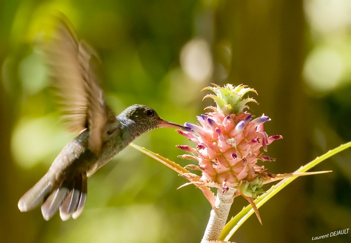 Hummingbird feeding on a small pineapple flower