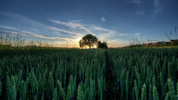 Wheat field at sunset with a lone tree