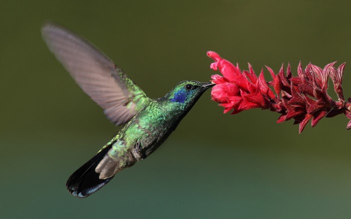Hummingbird feeding on a red flower