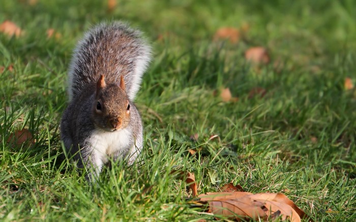 A grey squirrel in green grass with fallen leaves
