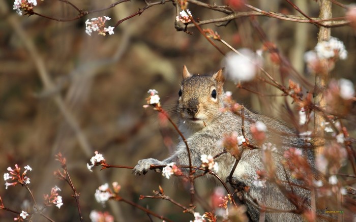 Squirrel on a blooming branch in nature
