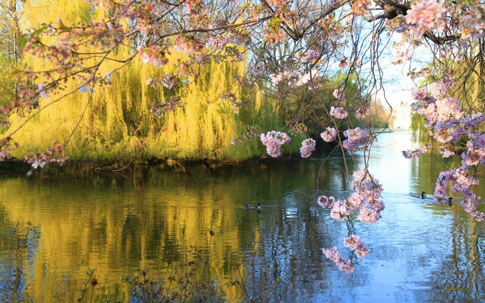 Serene Lake with Blossoming Trees and Autumn Colors