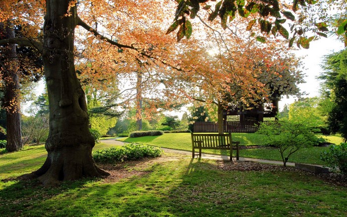 Park bench under autumn trees with sunlight