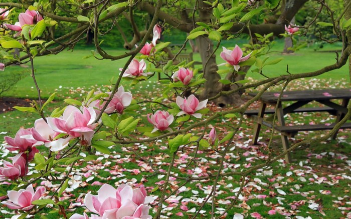 Pink Magnolia blossoms on a tree branch in a garden