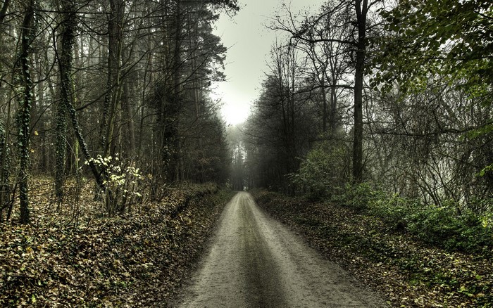 A dirt road through a misty autumn forest