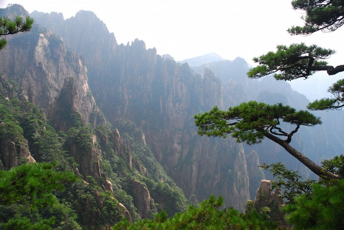 Misty Mountains with Pine Trees