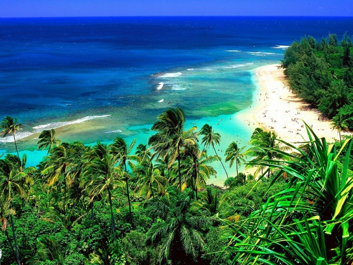 Tropical beach with palm trees and turquoise ocean