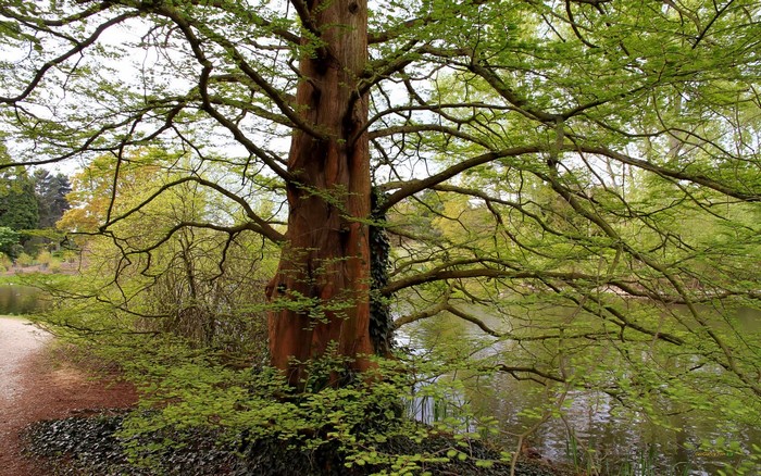 Large tree with branches overhanging a body of water