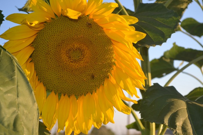 Close-up of a sunflower with yellow petals
